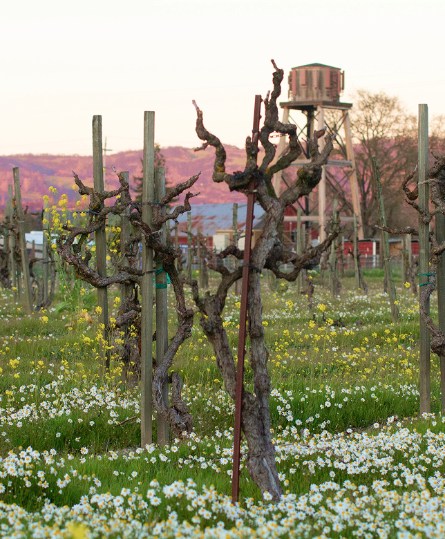 Dina's vineyard